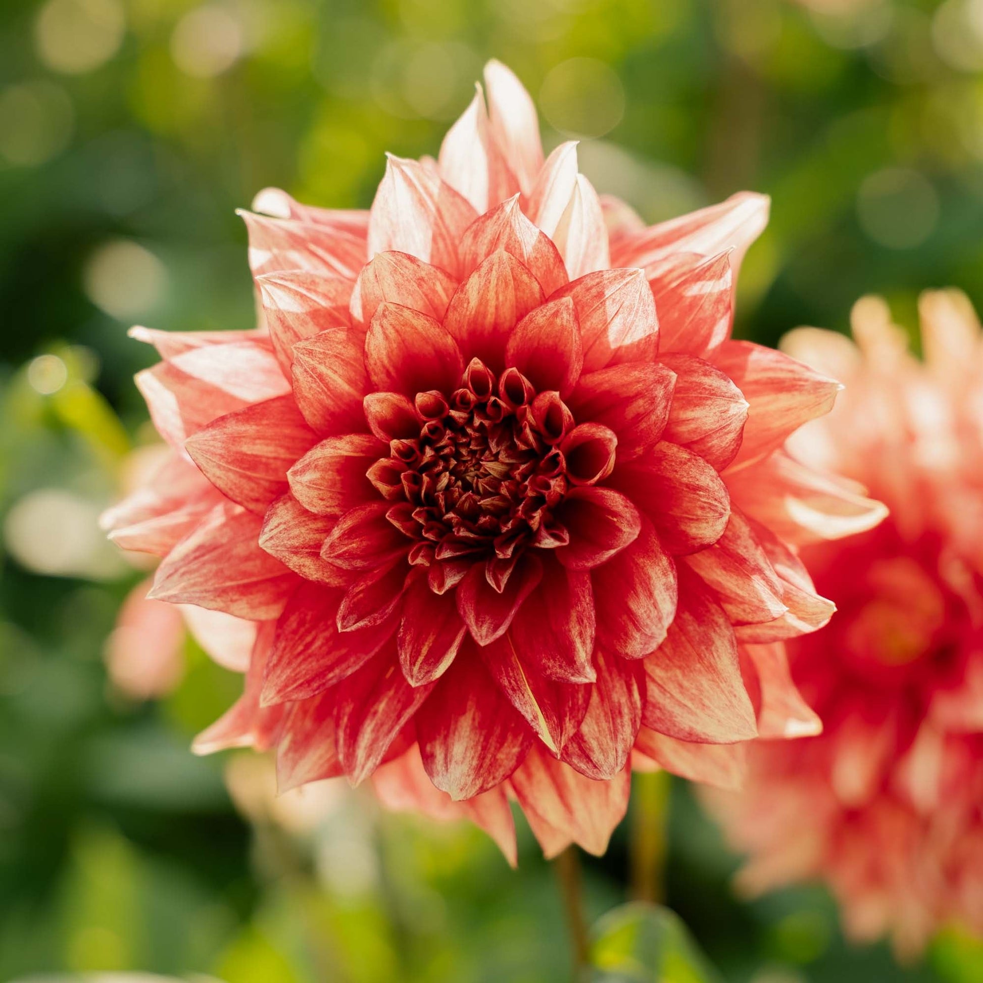 Dahlia 'Dazzling Magic'