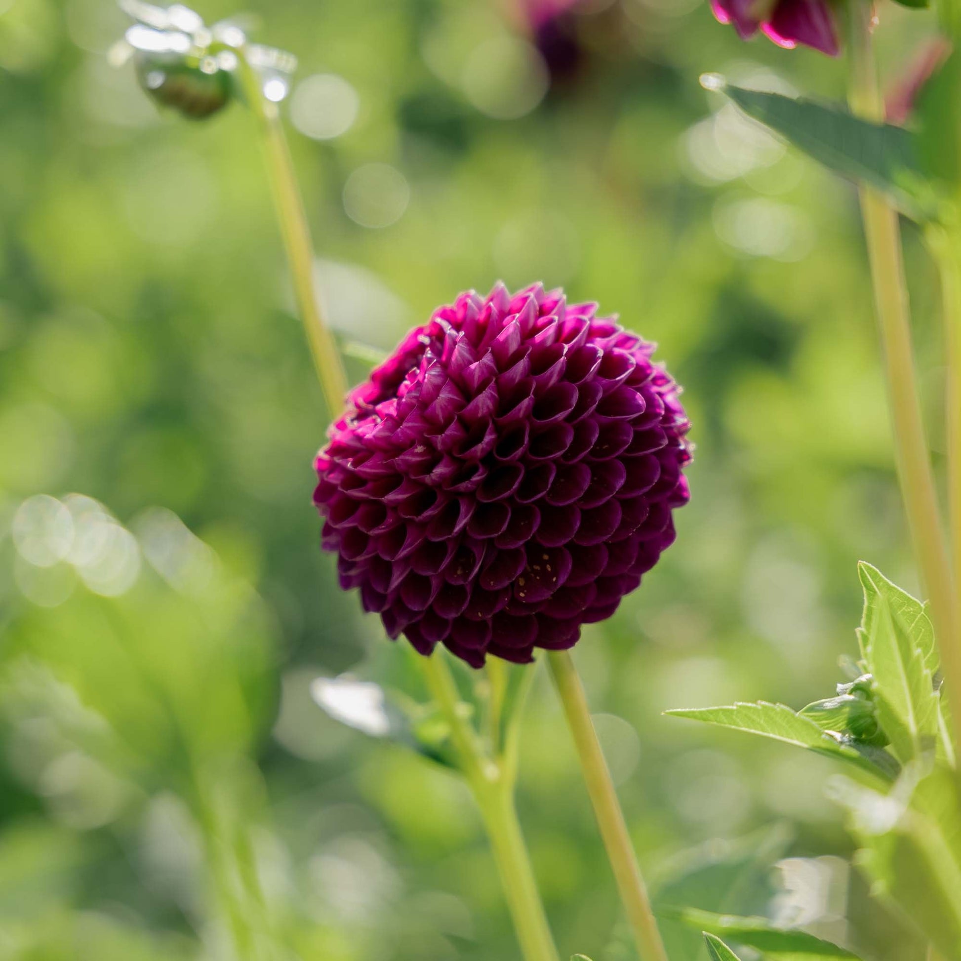 Dahlia 'Downham Royal'