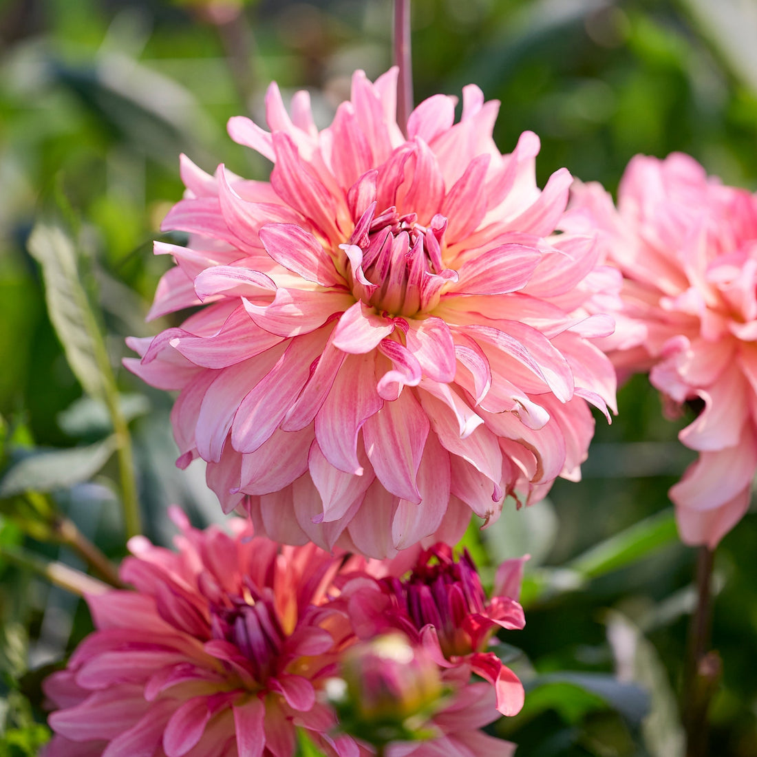 Dahlia 'Dutch Delight'