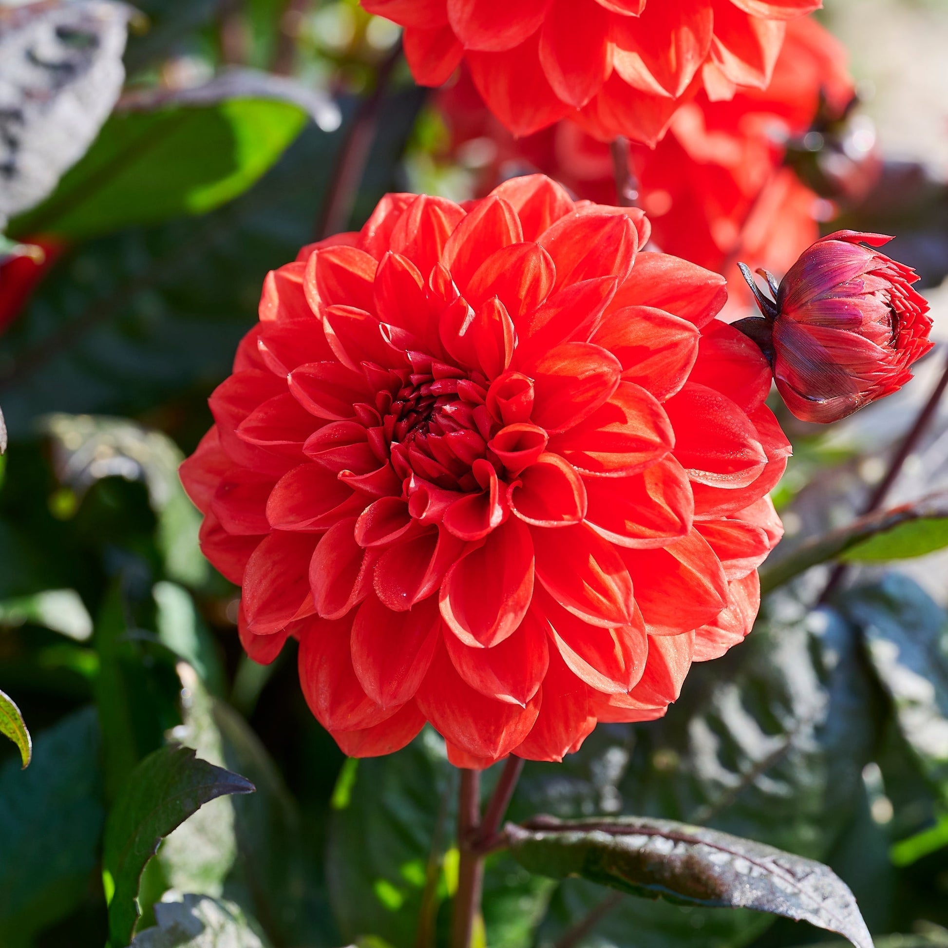 Dahlia 'Ellen Huston'