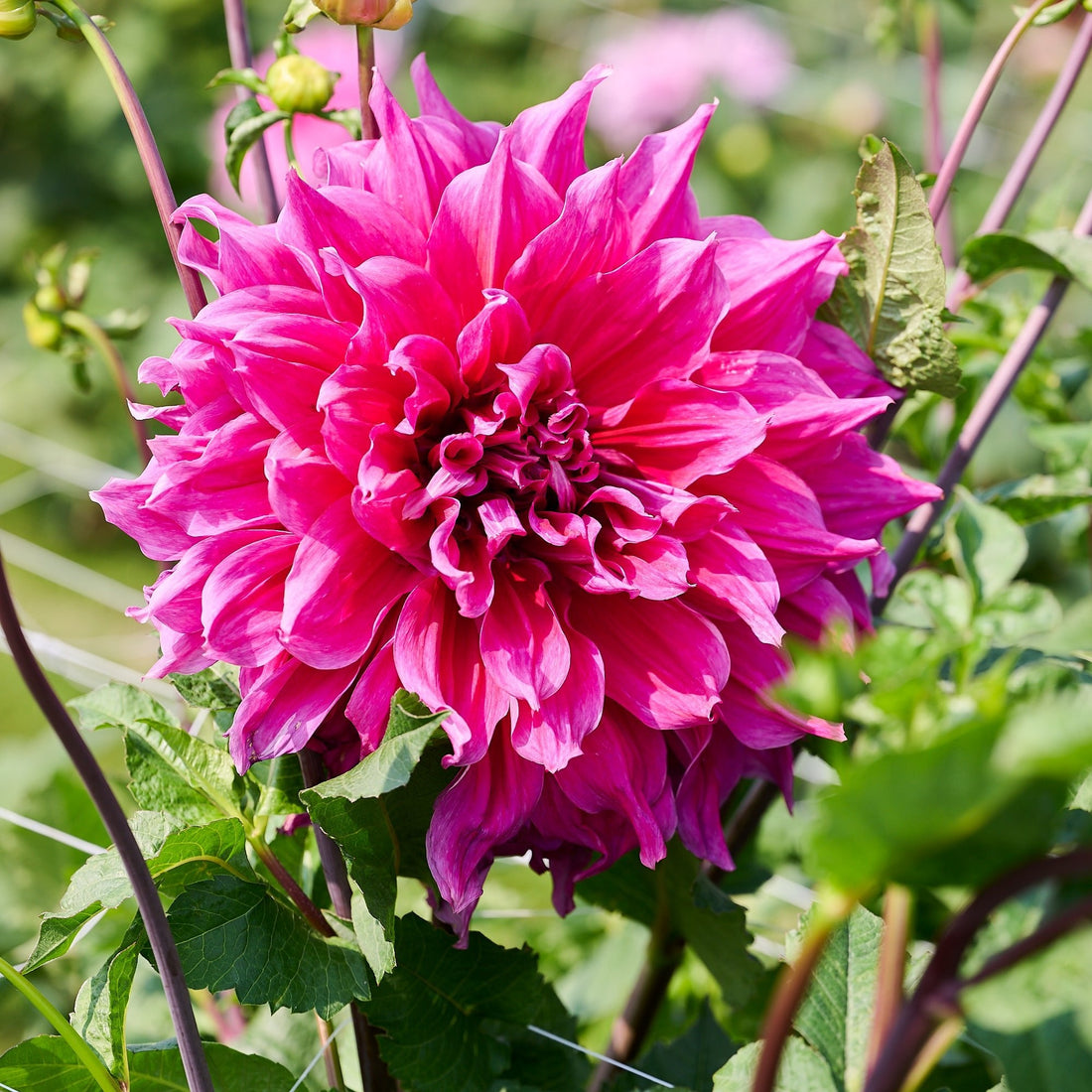 Dahlia 'Emory Paul'