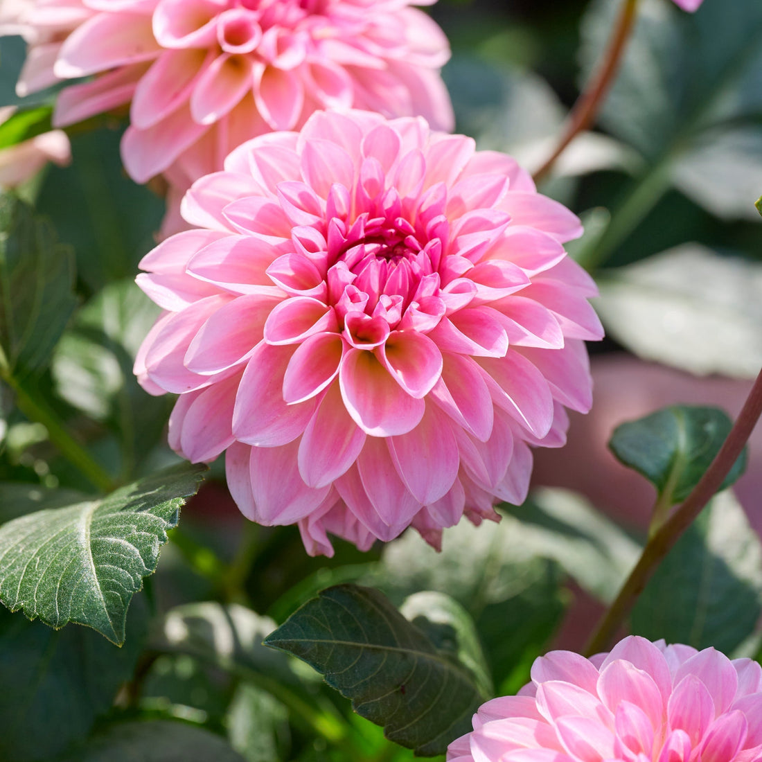 Dahlia 'Esli'