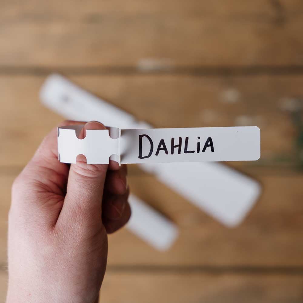 Dahlia Etiketter 10 st.