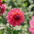 Dahlia 'Feline Yvonne'