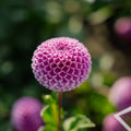 Dahlia 'Franz Kafka'