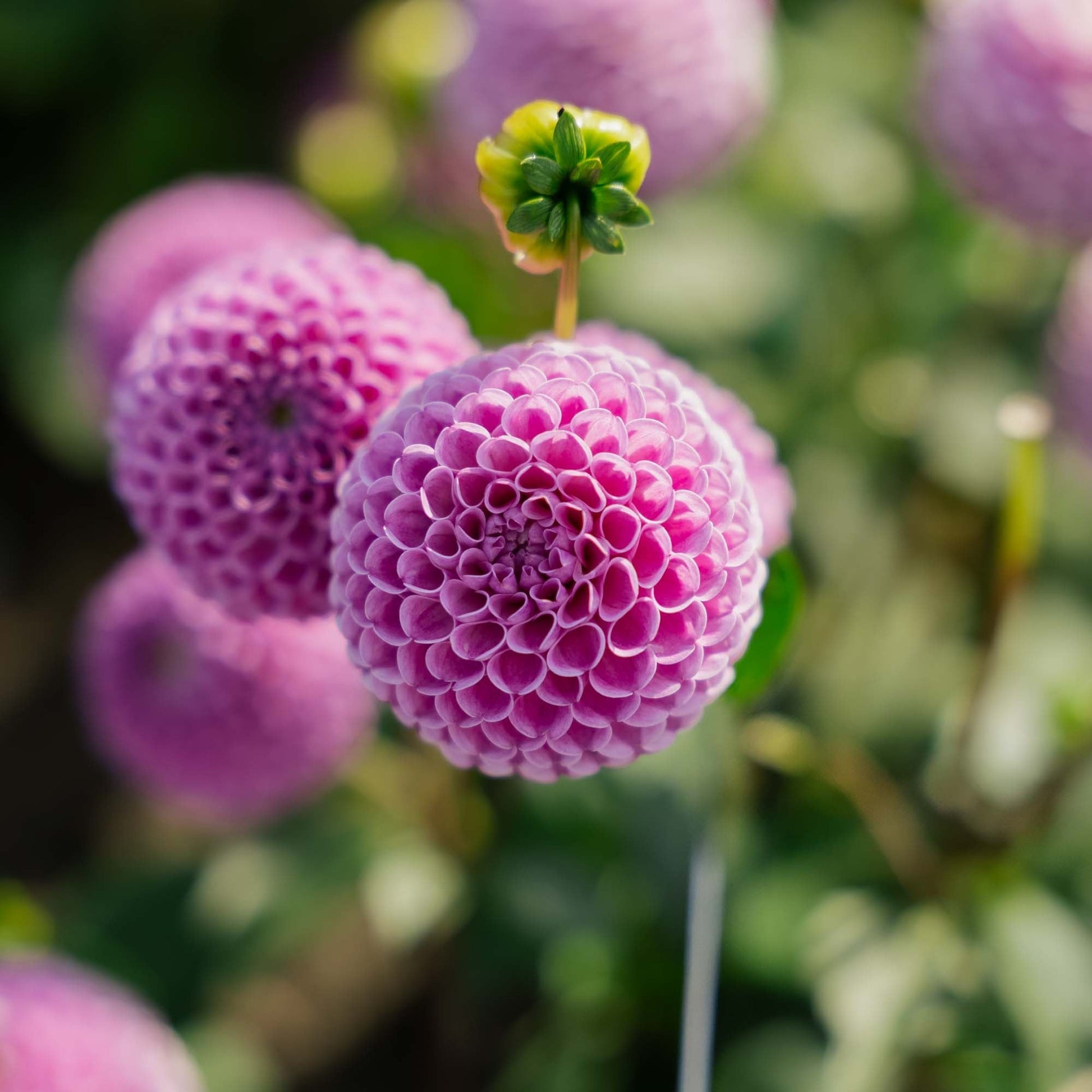 Dahlia 'Franz Kafka'