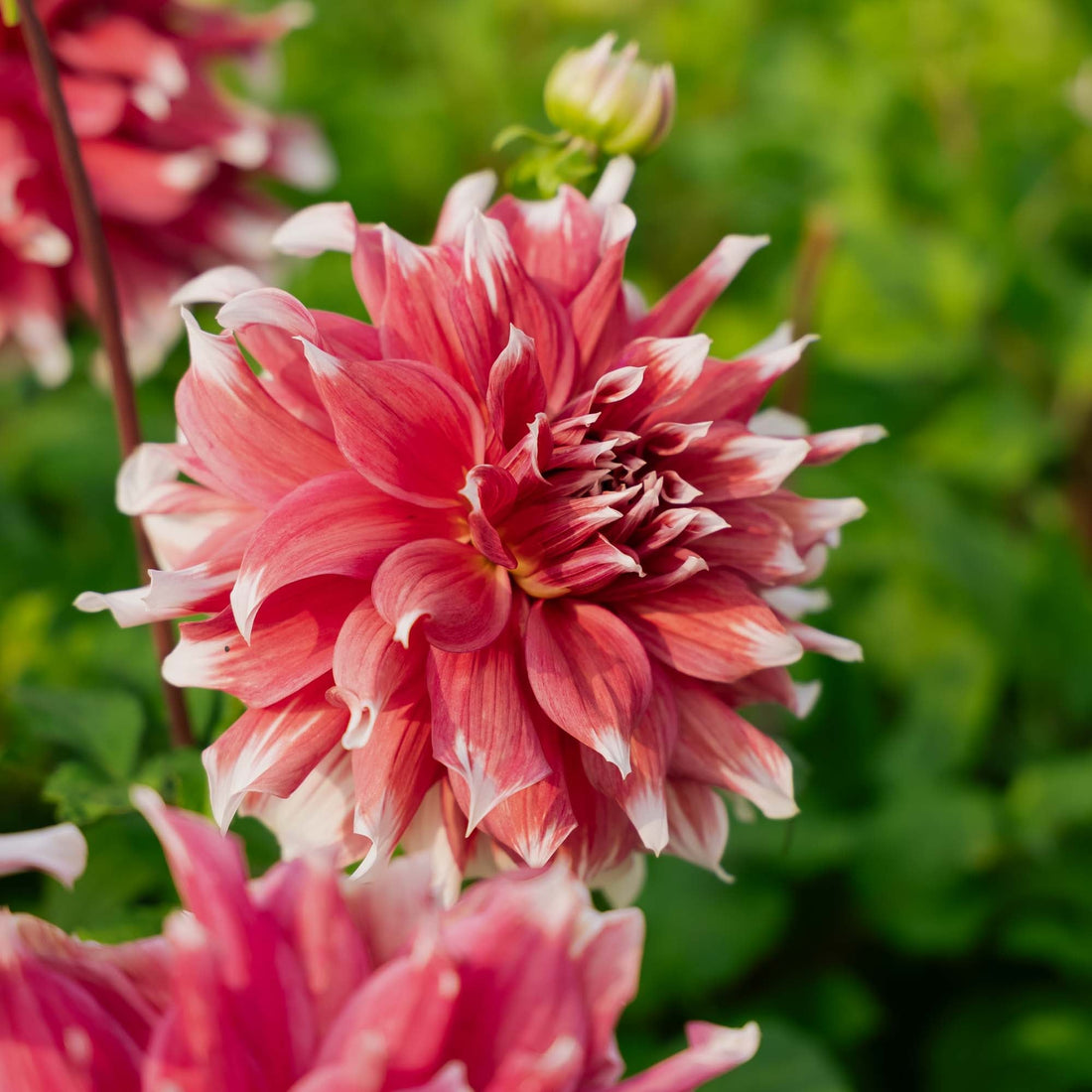 Dahlia 'Frost Nip'