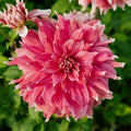 Dahlia 'Frost Nip'