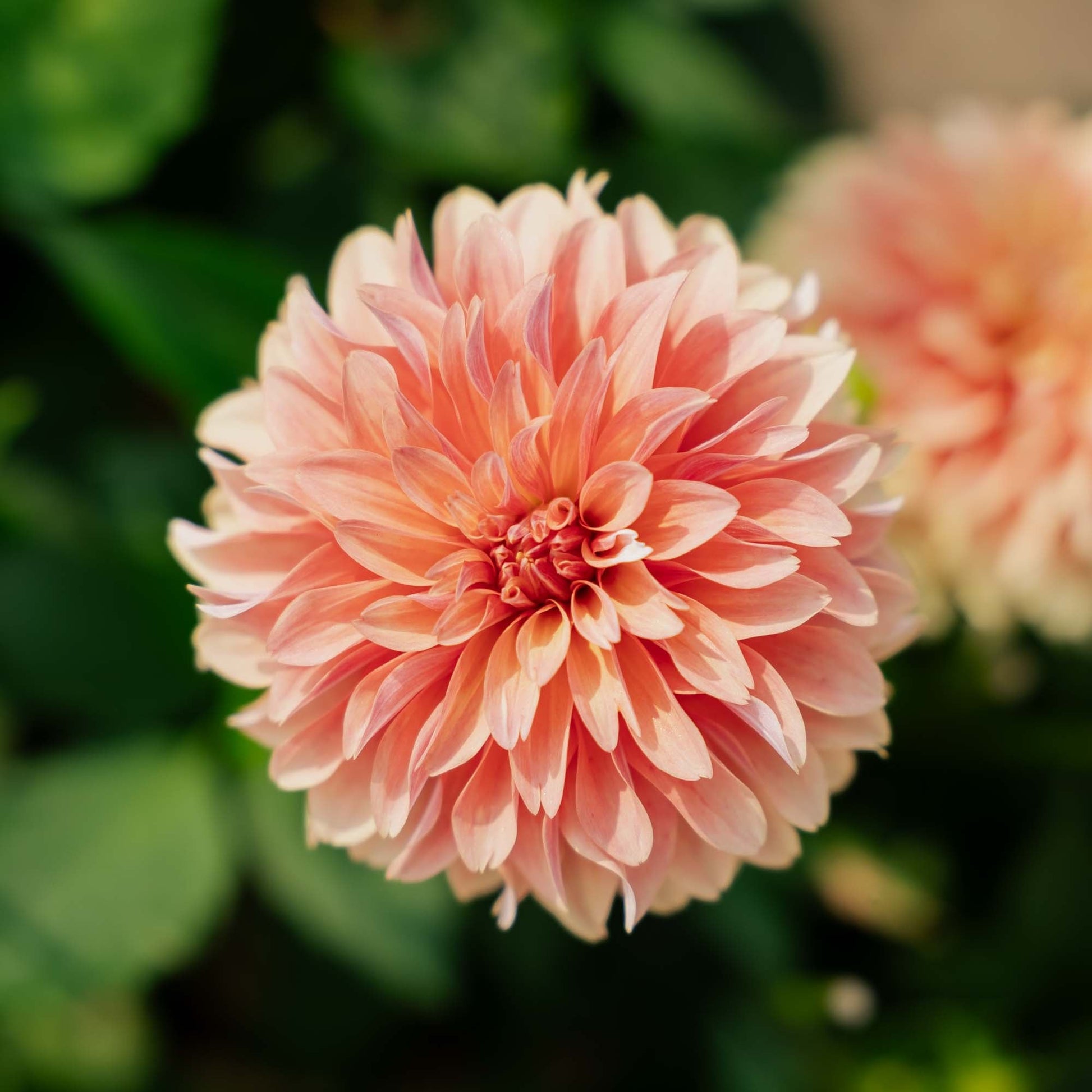 Dahlia 'Garden Desire'