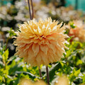 Dahlia 'Hamari Gold'