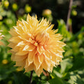 Dahlia 'Hamari Gold'