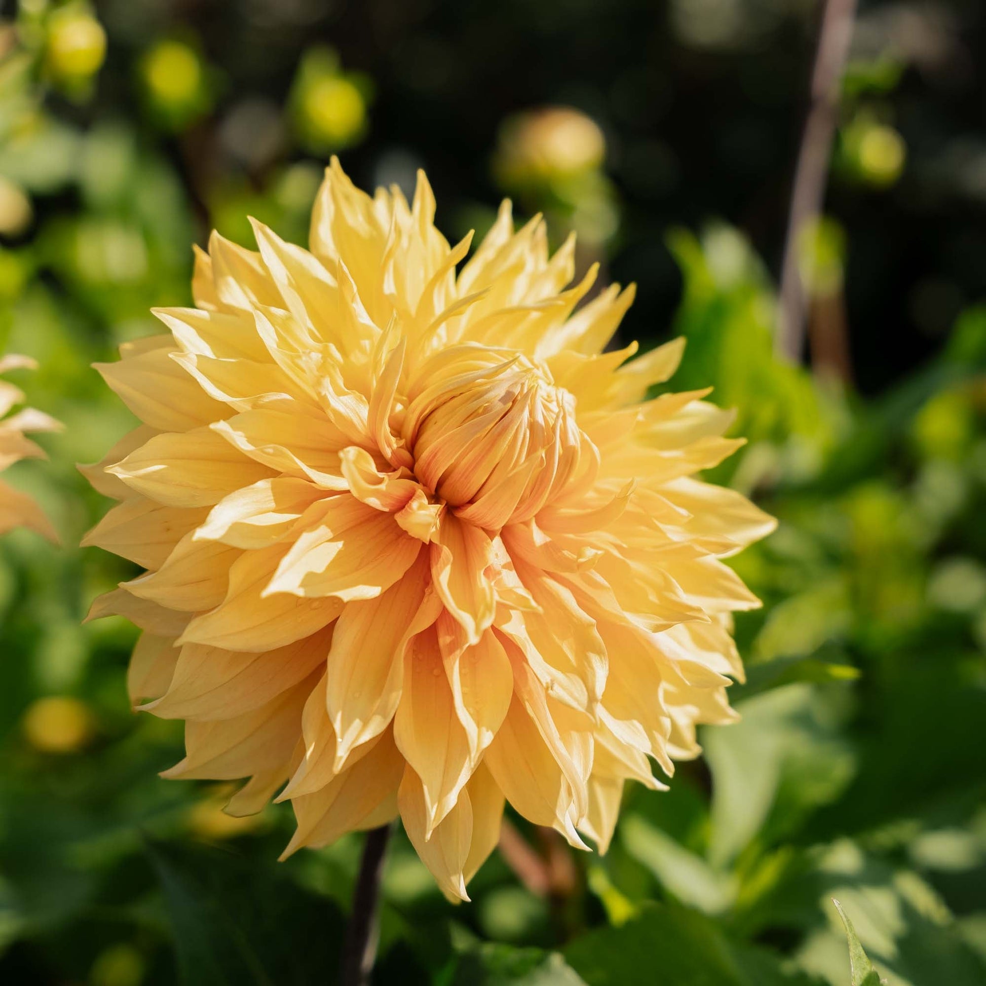 Dahlia 'Hamari Gold'