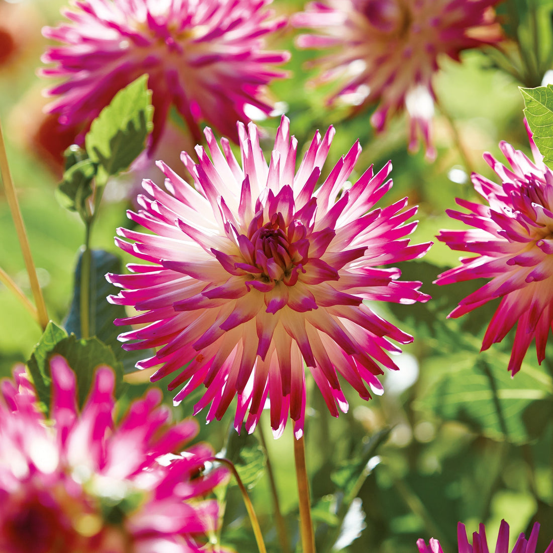 Dahlia 'Hayley Jane'