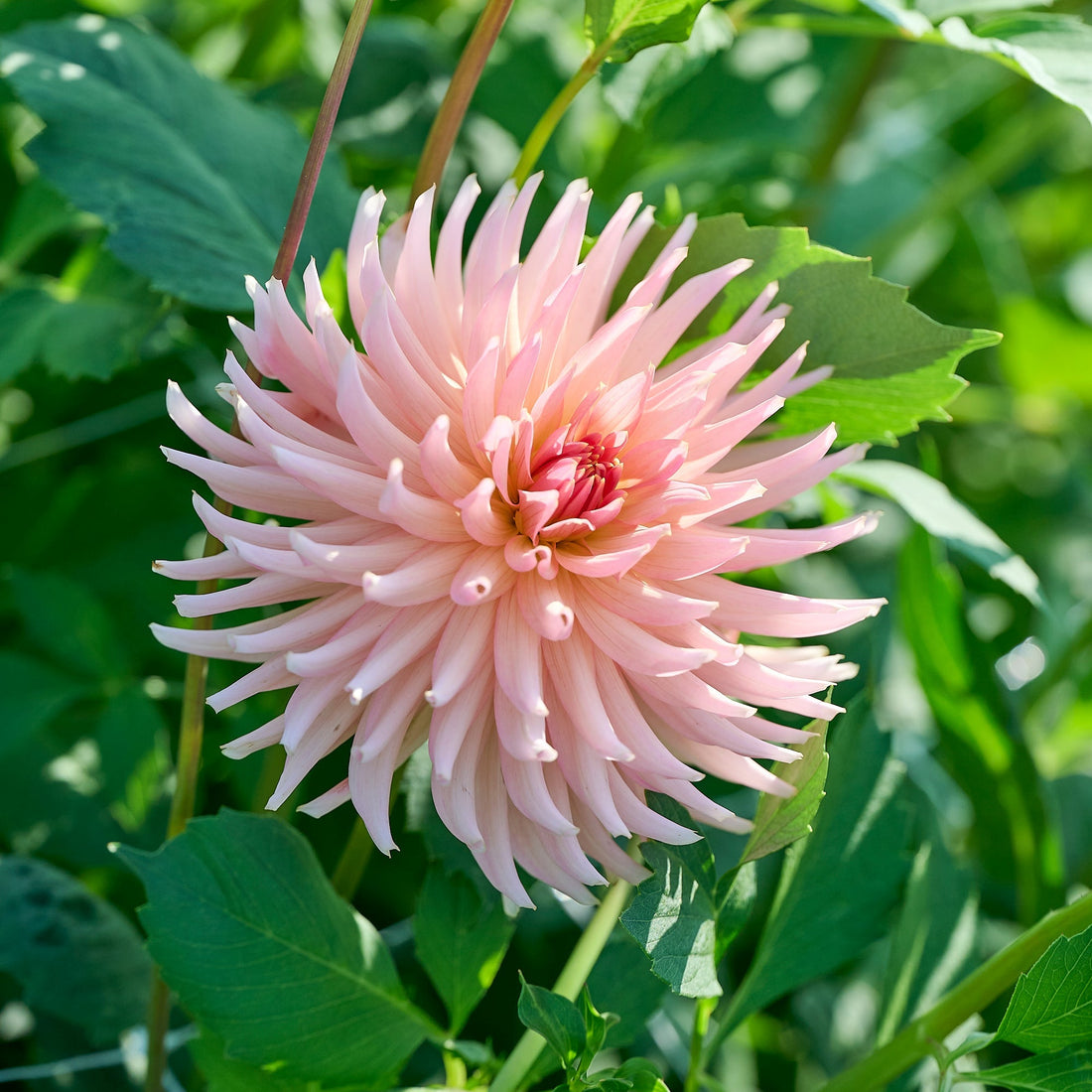 Dahlia 'Henriette'