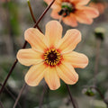 Dahlia 'Hs date'