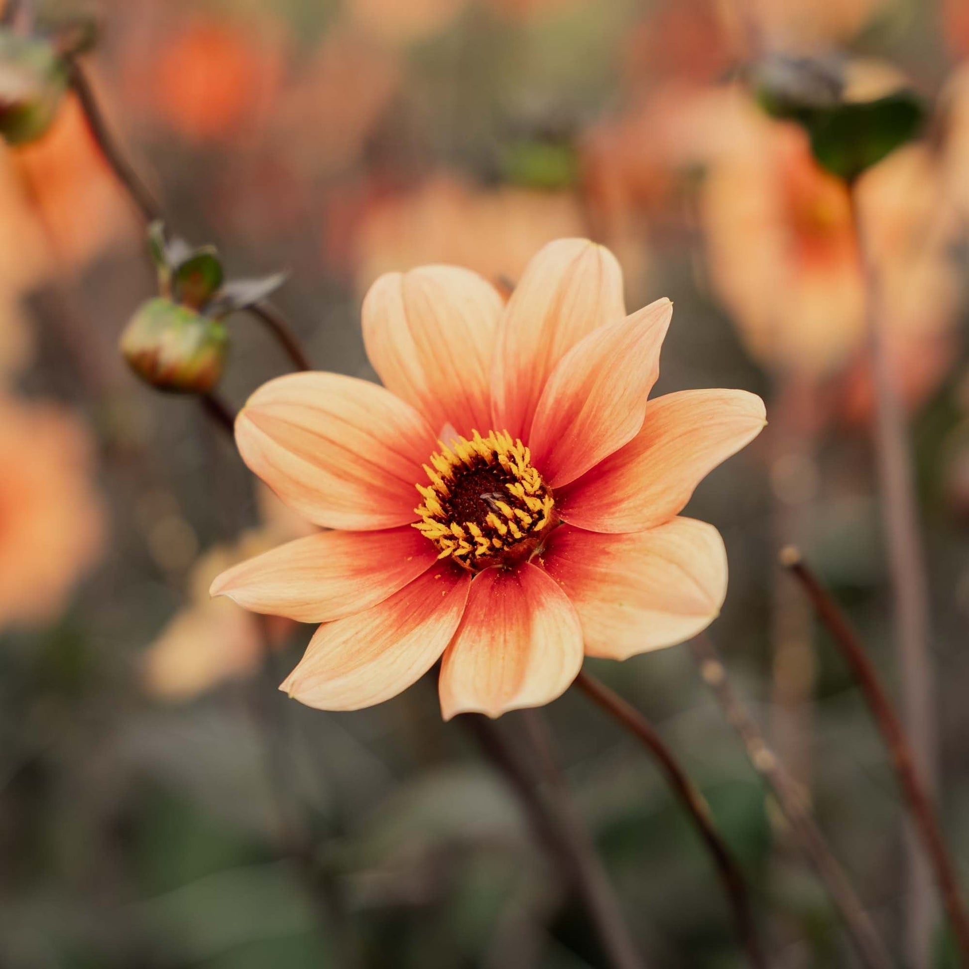 Dahlia 'Hs date'