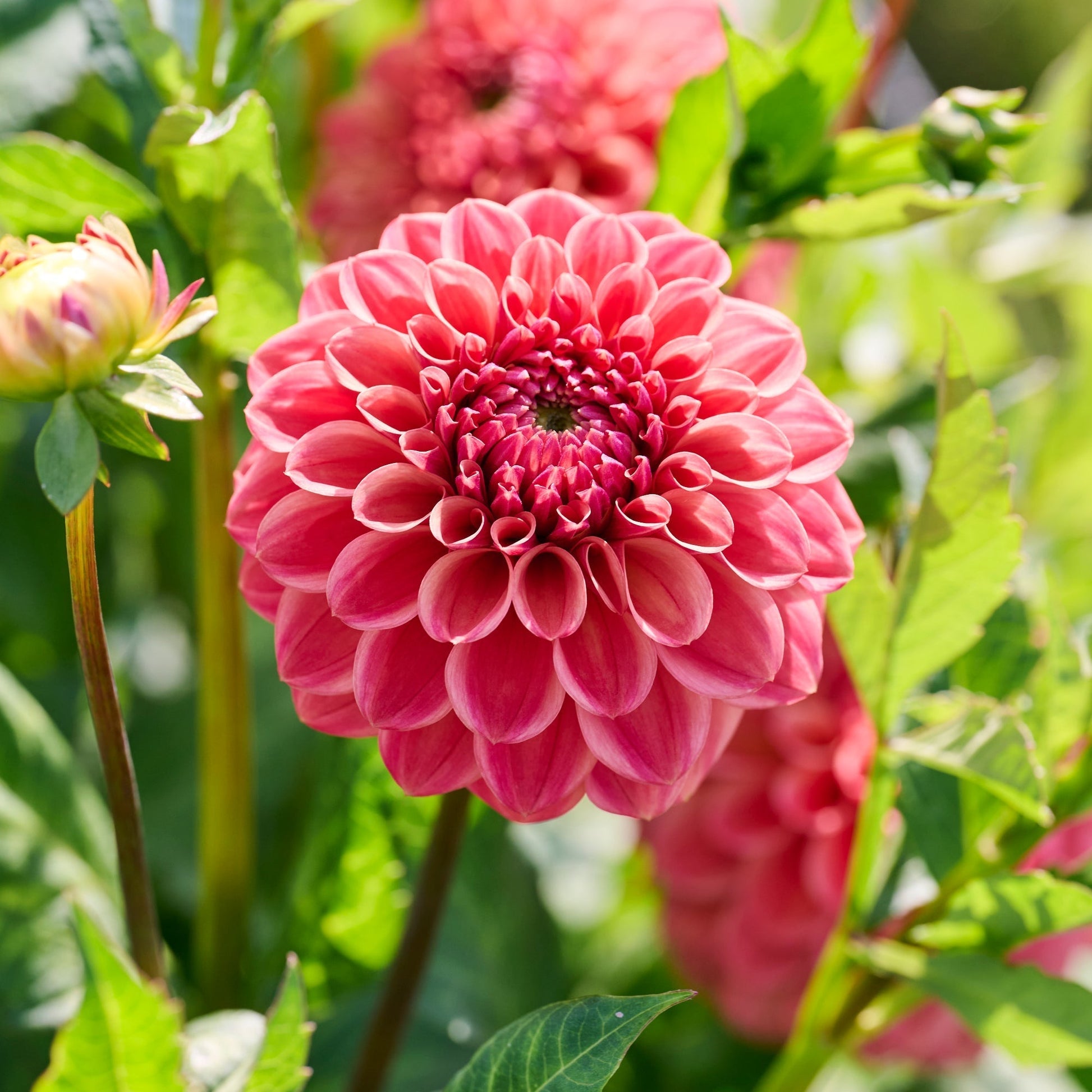 Dahlia 'Iced Tea'