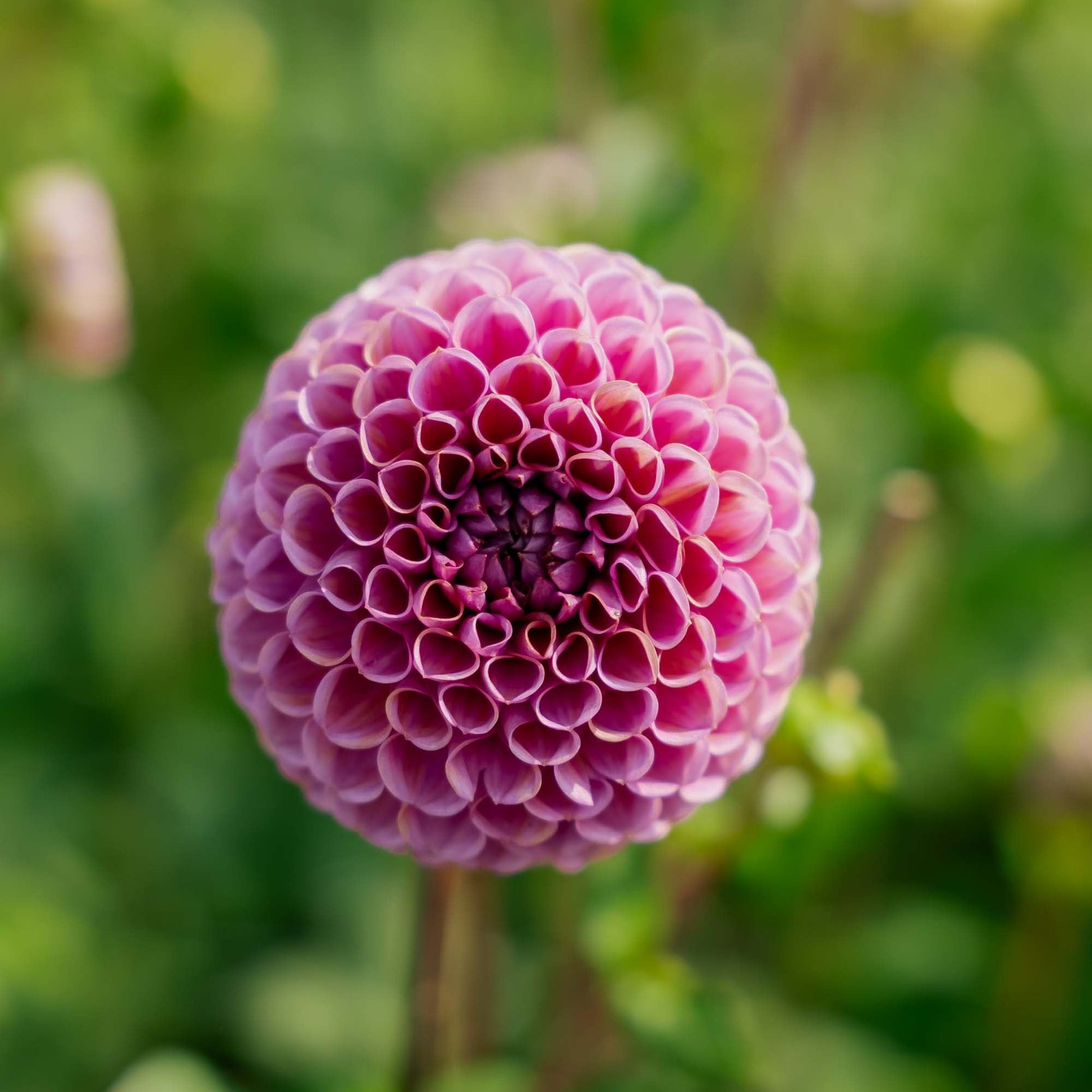 Dahlia 'Isabel'