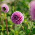 Dahlia 'Isabel'