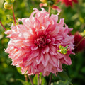 Dahlia 'Islander'