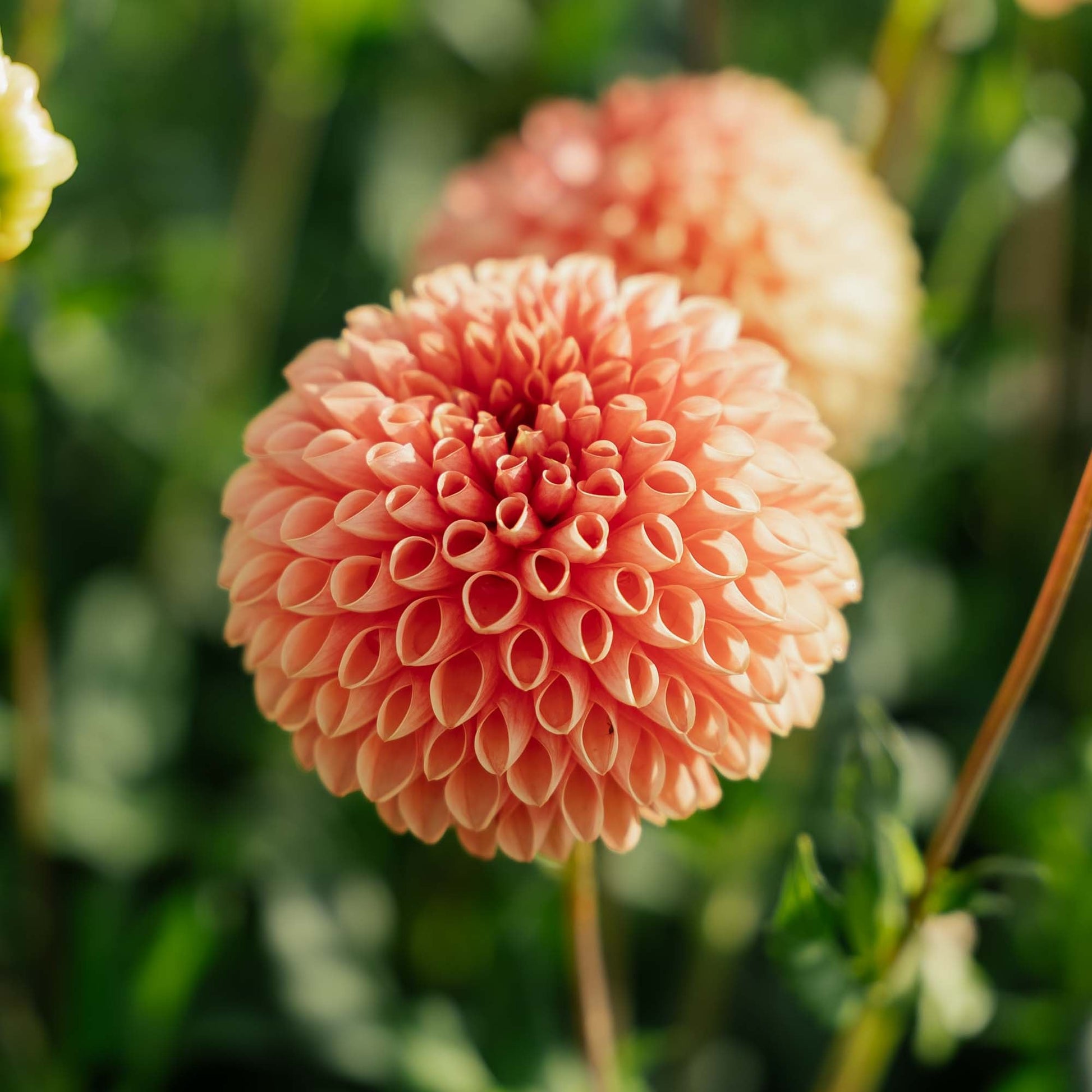 Dahlia 'Jowey Linda'