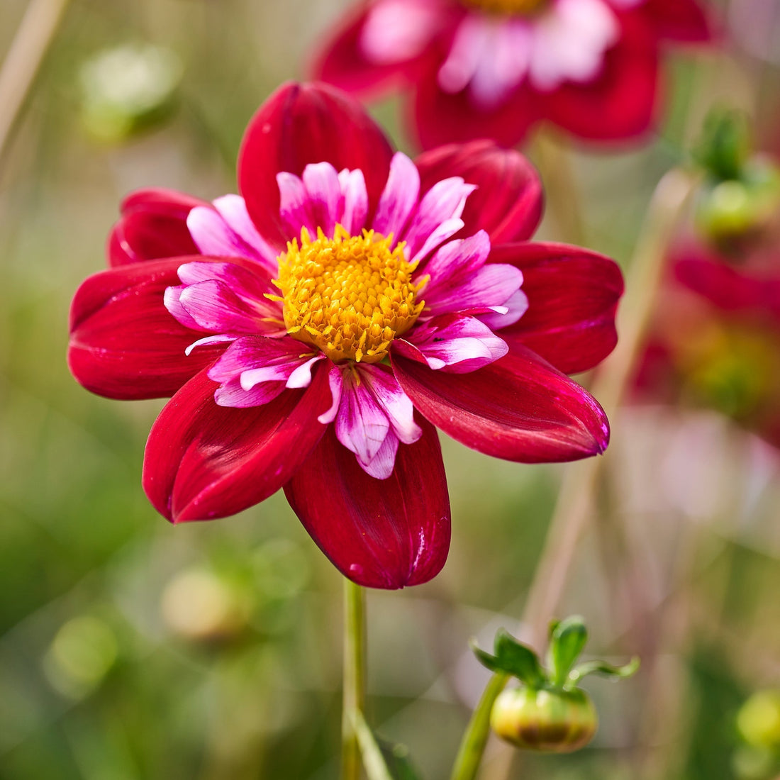 Dahlia 'Joyfull Investment'