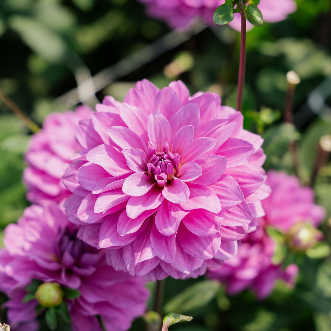 Dahlia 'Karma Lagoon'