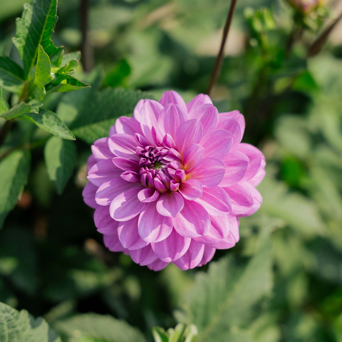 Dahlia 'Karma Lagoon'