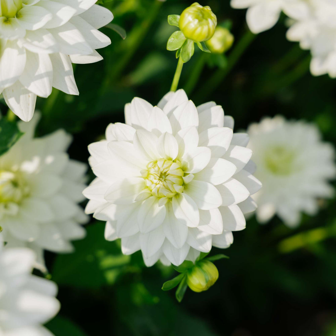 Dahlia 'Karma Maarten Zwaan'