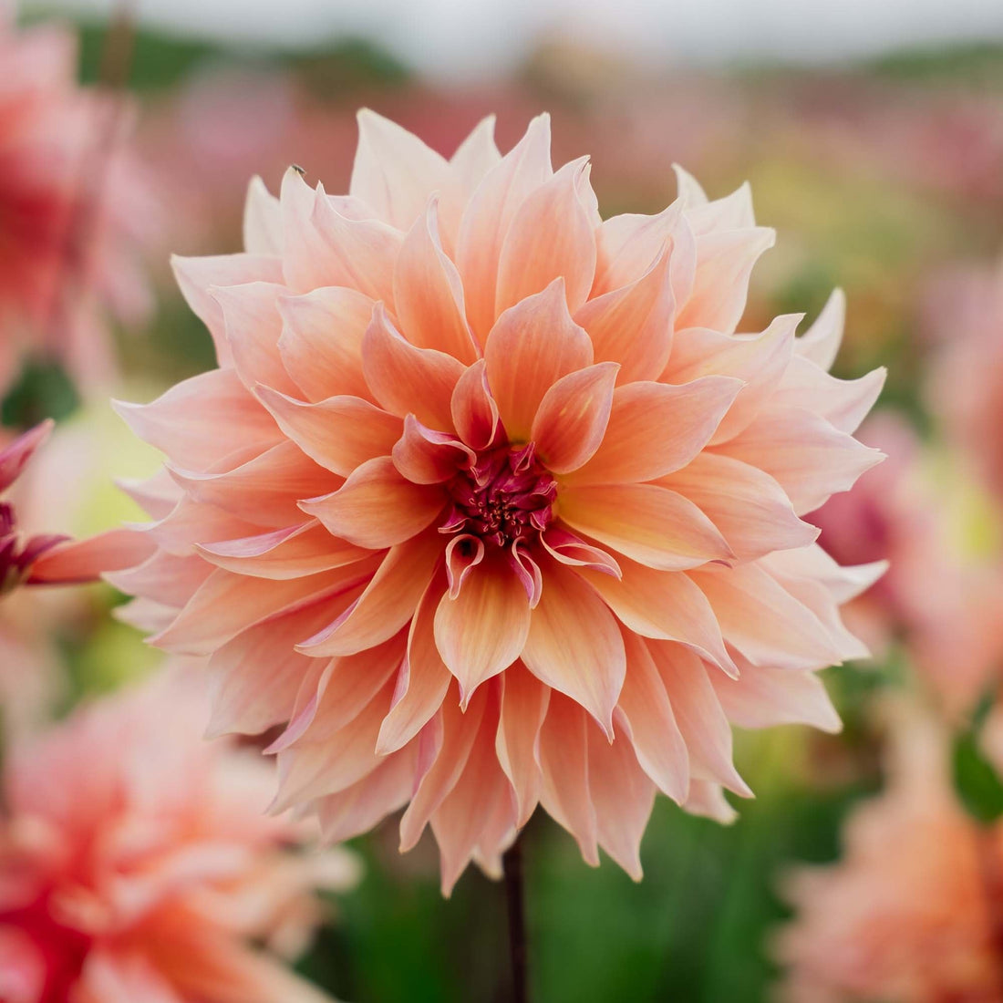 Dahlia 'Labyrinth'