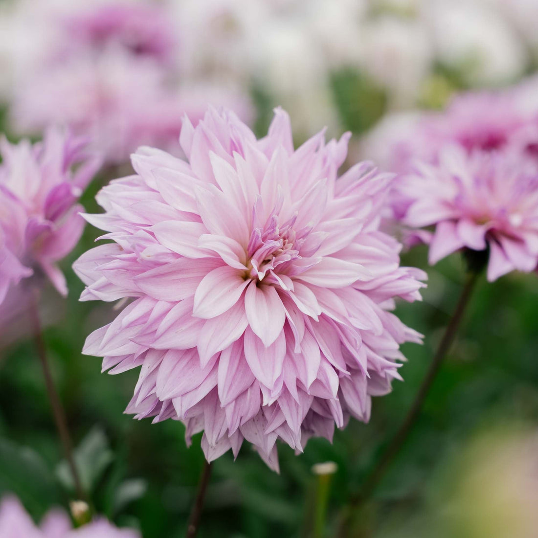 Dahlia 'Labyrinth Twotone'