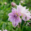 Dahlia 'Lavender Ruffles'