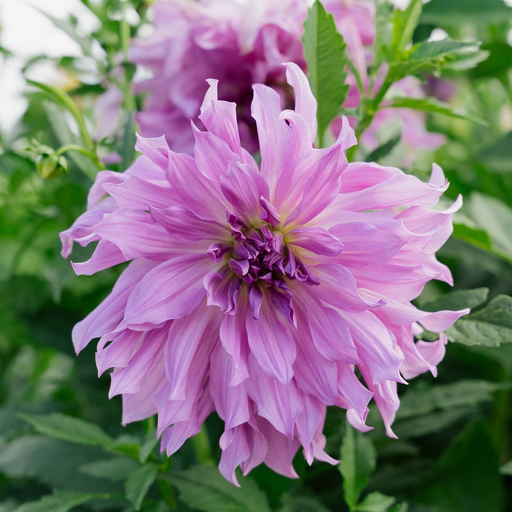 Dahlia 'Lavender Ruffles'