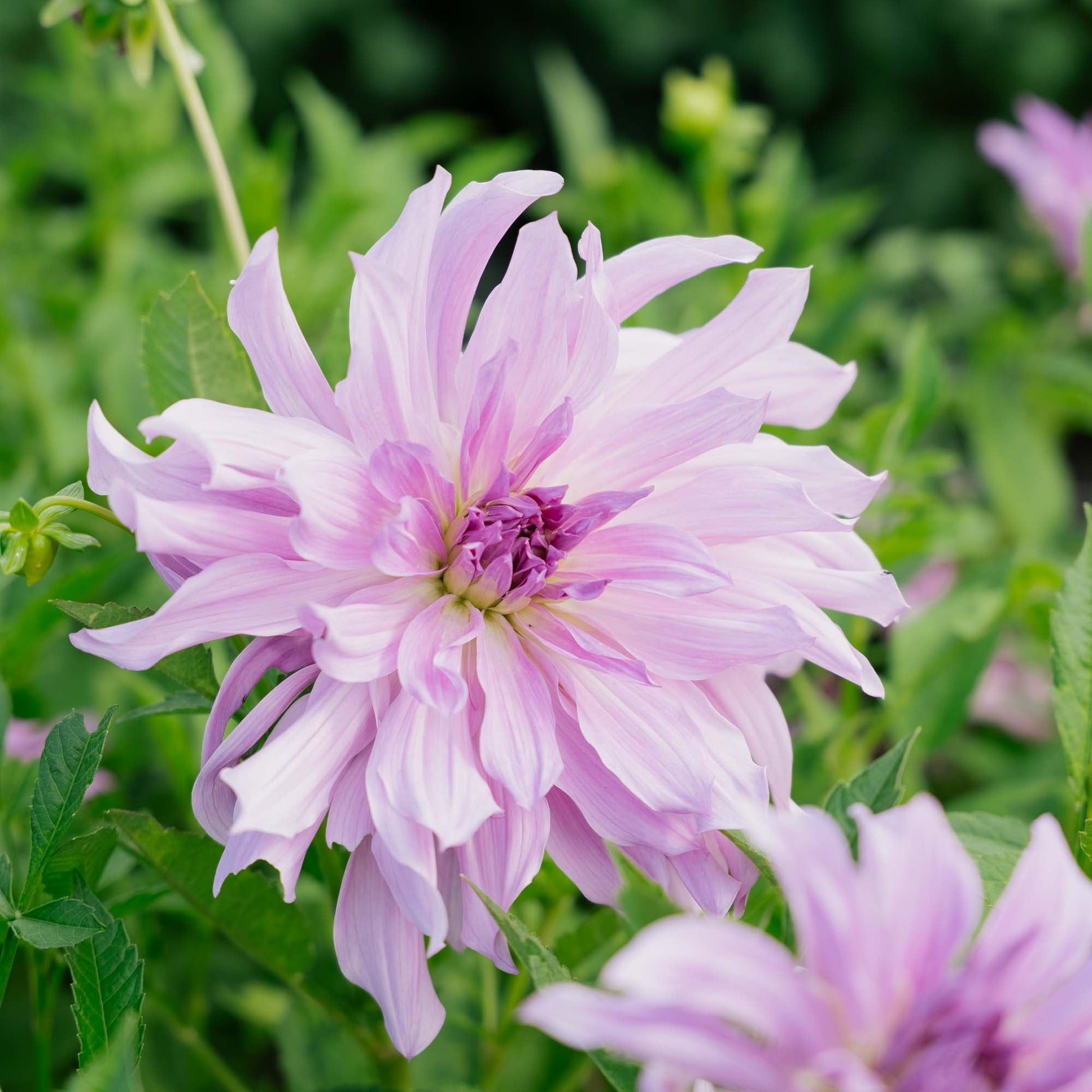 Dahlia 'Lavender Ruffles'