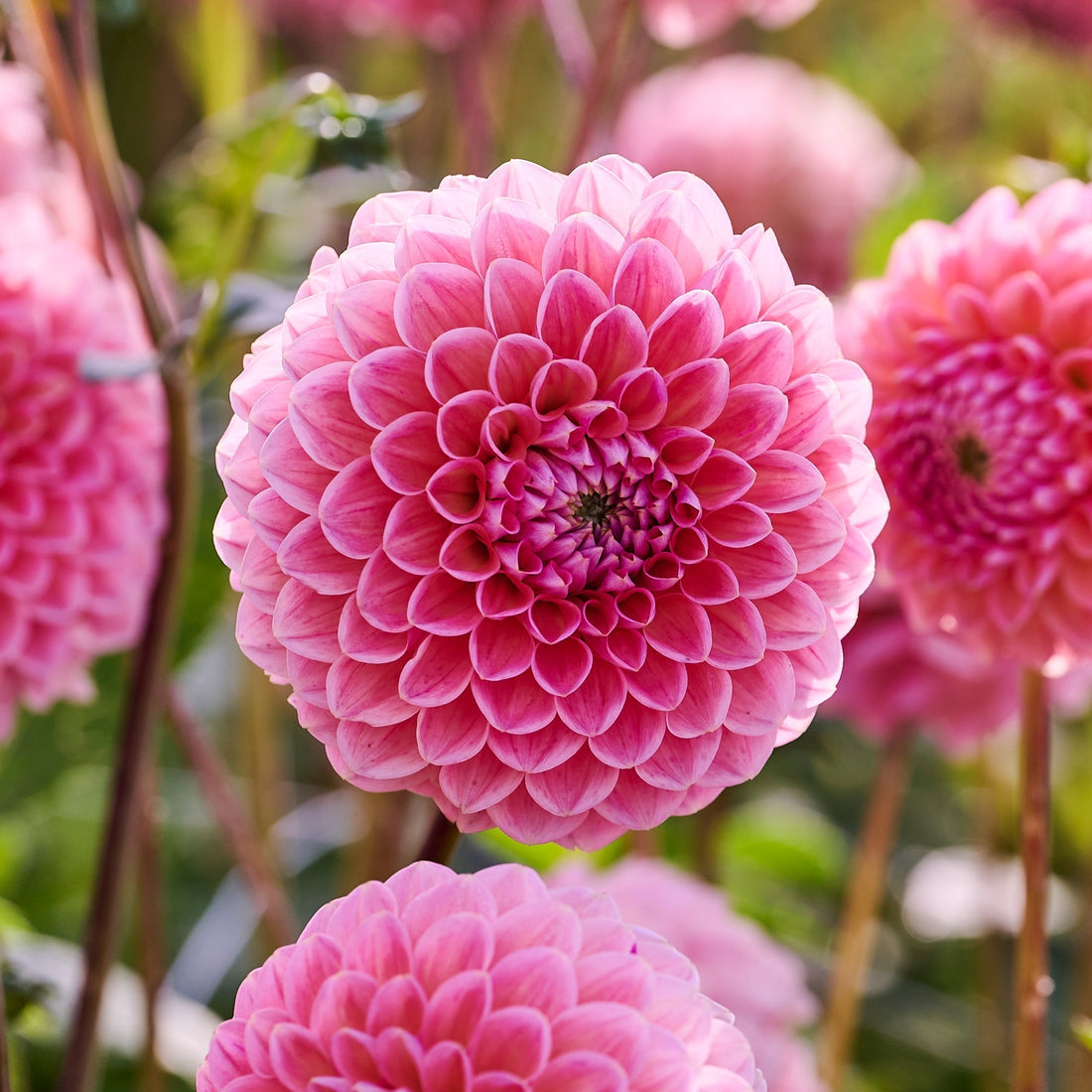 Dahlia 'Linda's Baby'