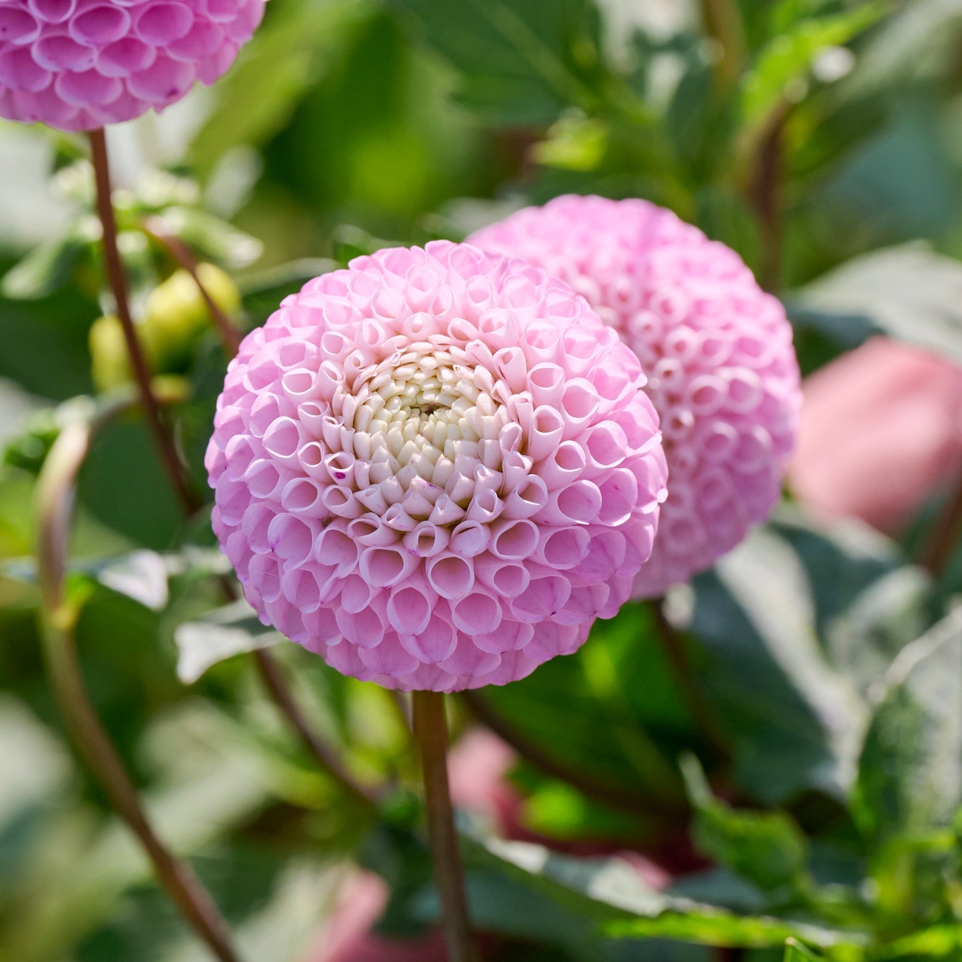 Dahlia 'Maaike'