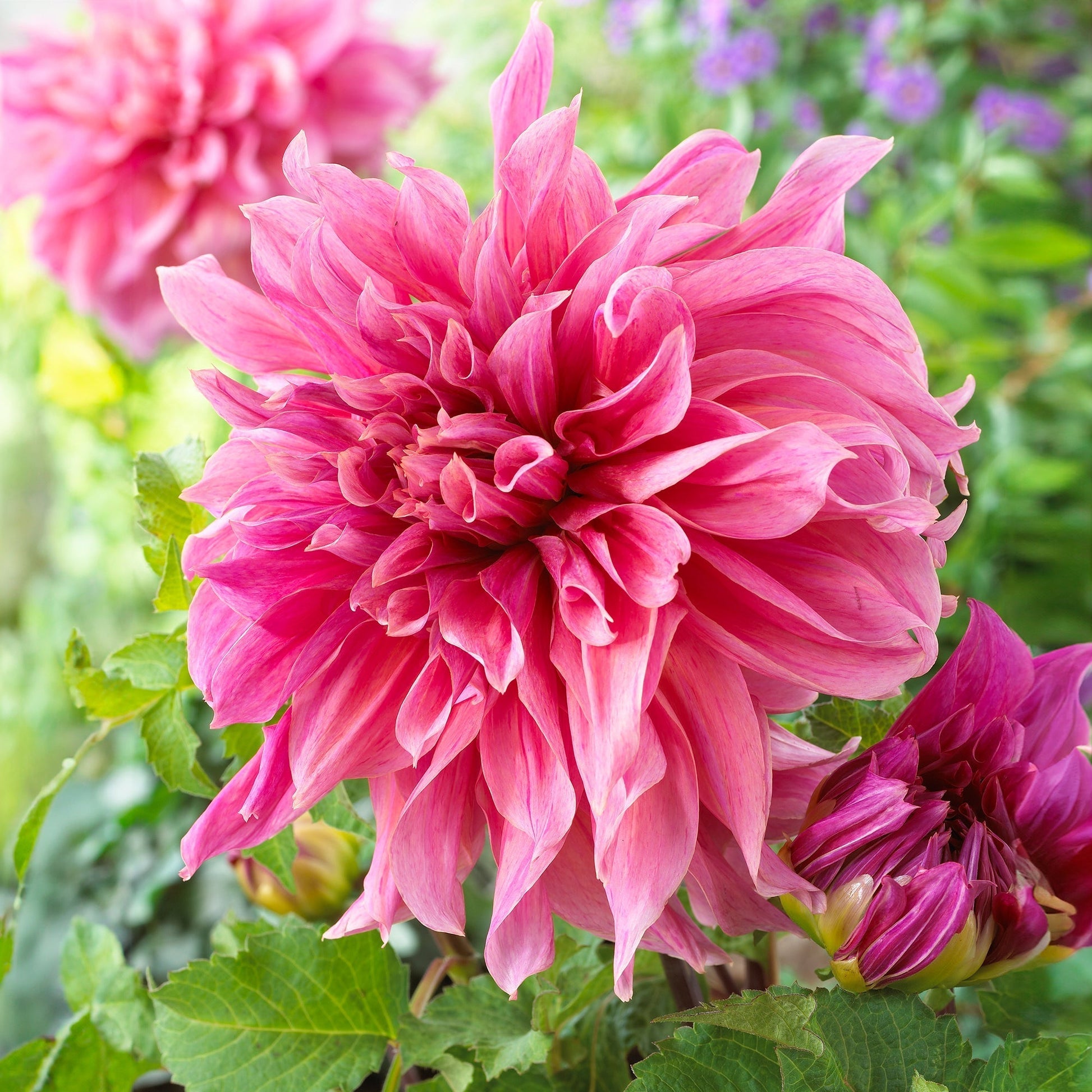 Dahlia 'Maki'