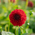 Dahlia 'Melody Mambo'