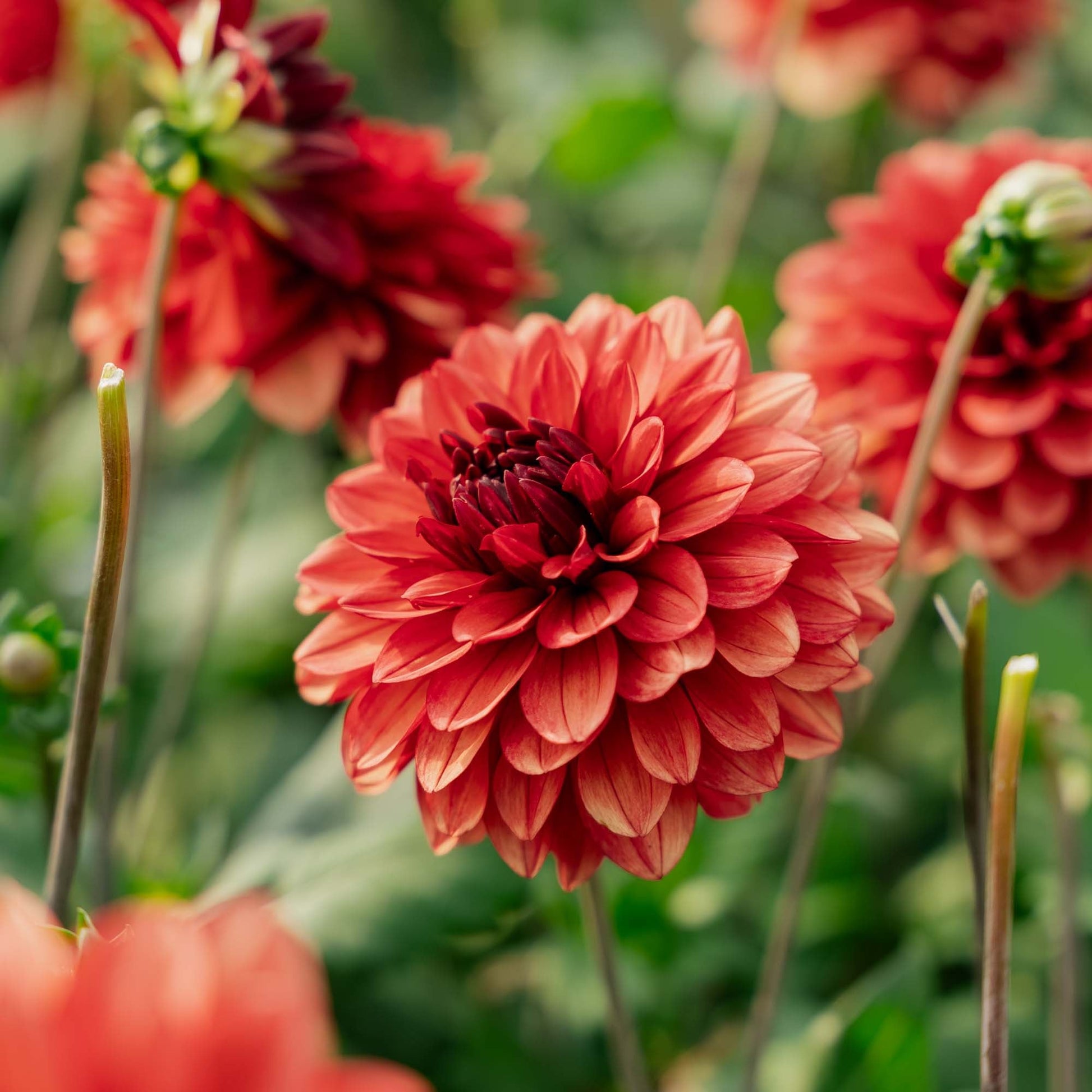 Dahlia 'Missis miley'