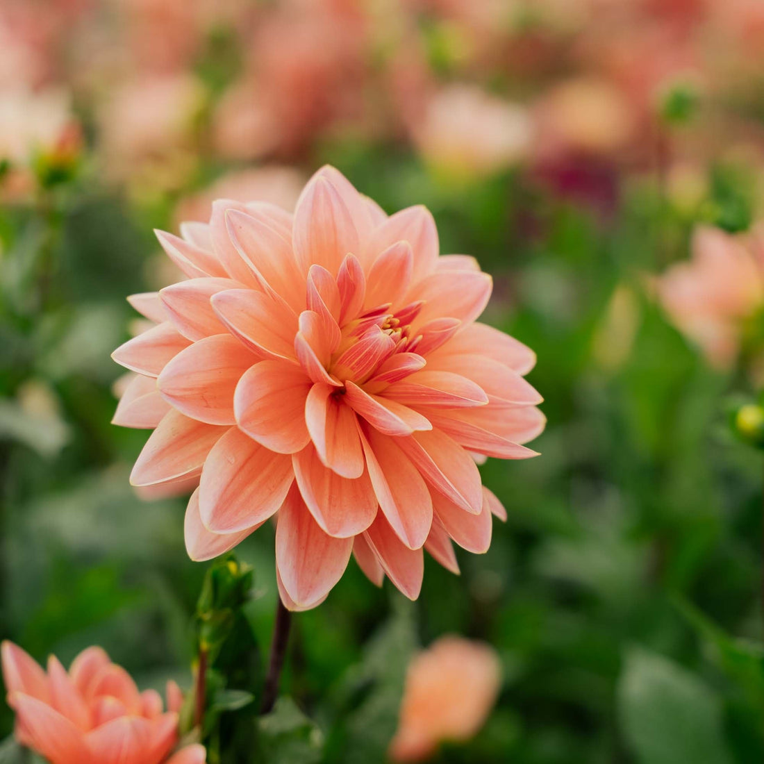 Dahlia 'Mister Frans'