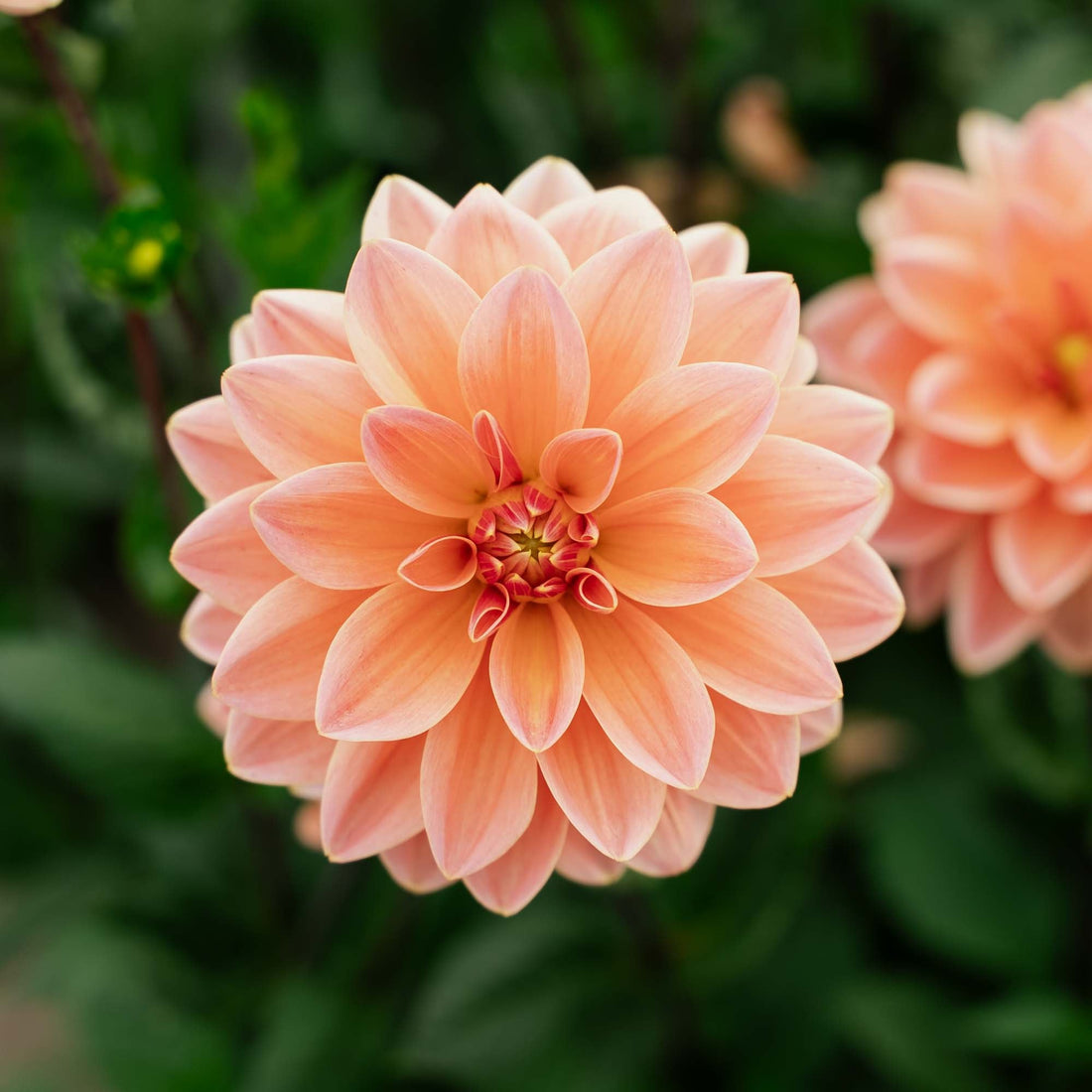 Dahlia 'Mister Frans'