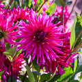 Dahlia mix 'All purple mix'
