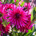 Dahlia mix 'All purple mix'
