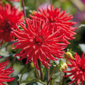 Dahlia mix 'All red mix'