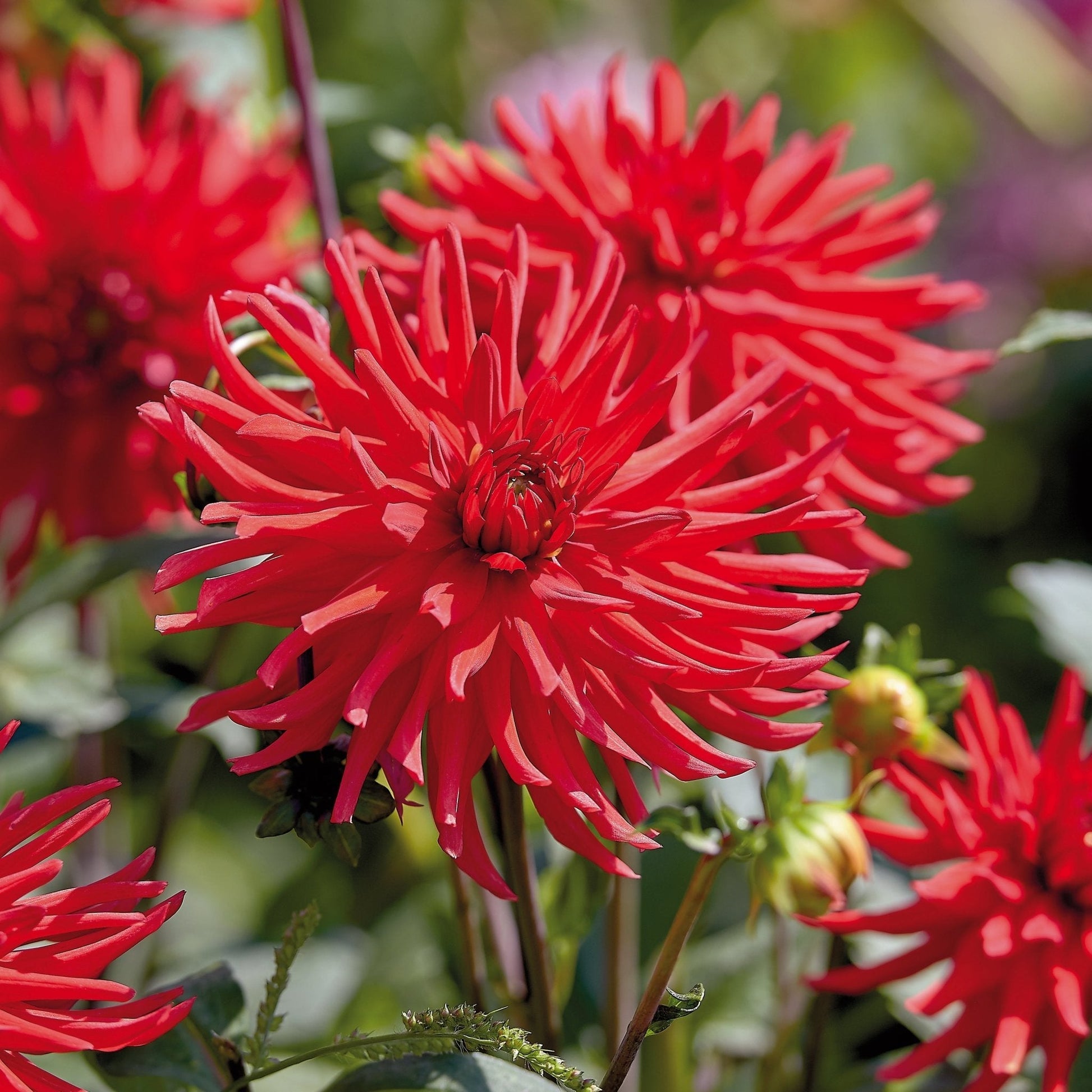 Dahlia mix 'All red mix'