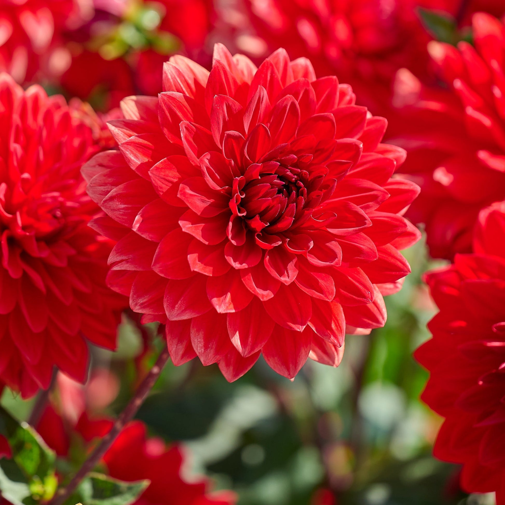 Dahlia mix 'All red mix'