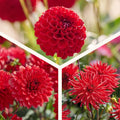 Dahlia mix 'All red mix'