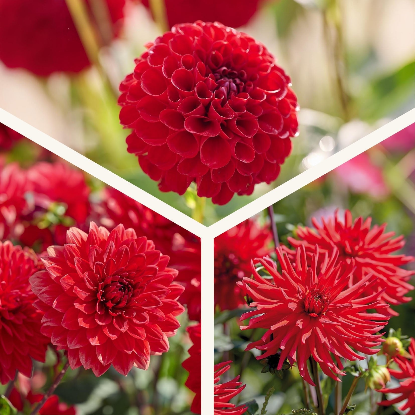 Dahlia mix 'All red mix'