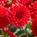 Dahlia mix 'All red mix'