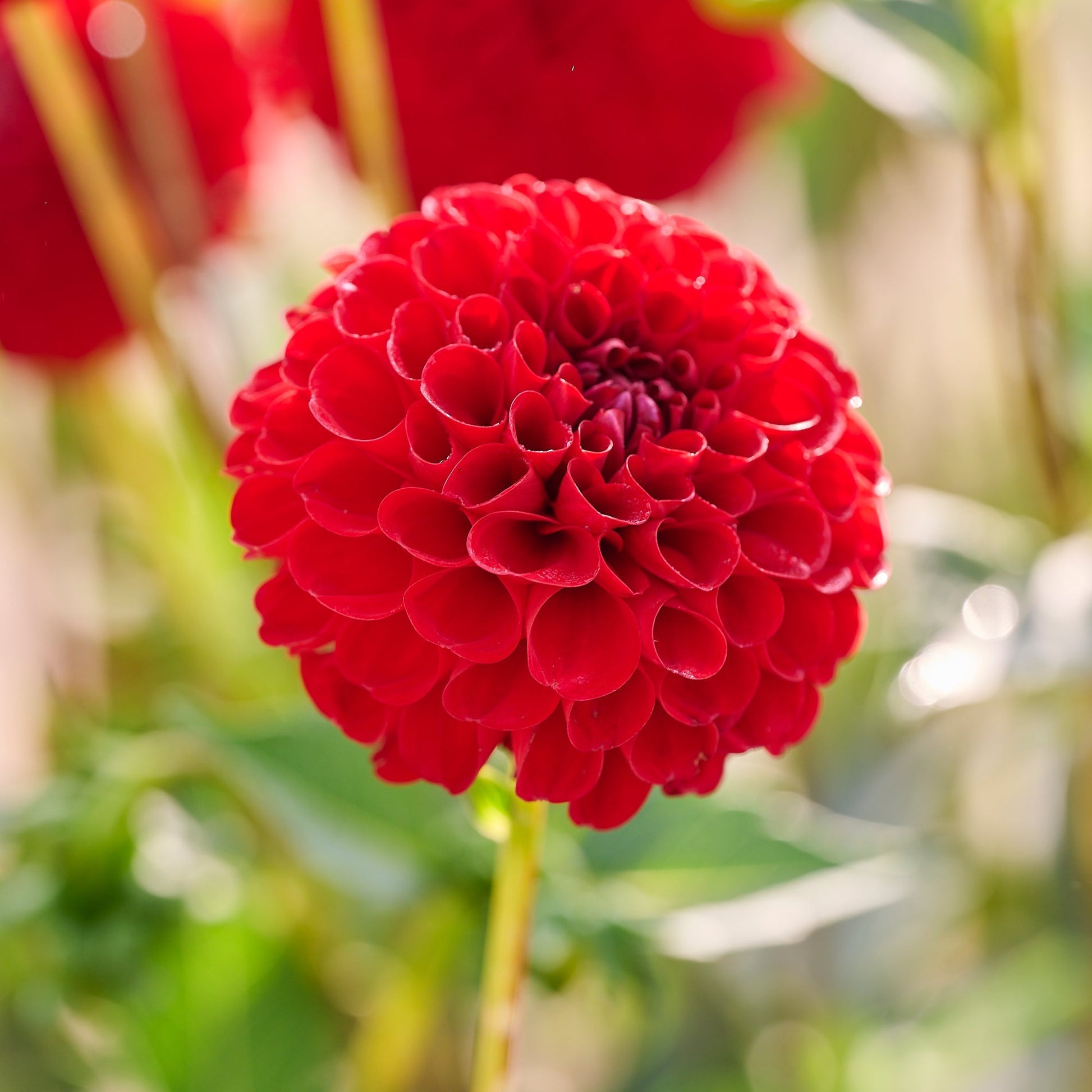 Dahlia mix 'All red mix'